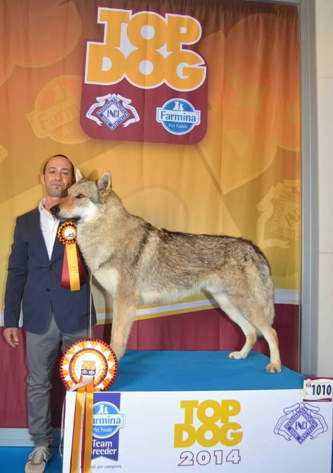 2014 il nostro Machk conquista il titolo di Top Dog Giovani , miglior giovane Lupo Cecoslovacco in Italia